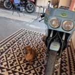 Le teckel le mascotte